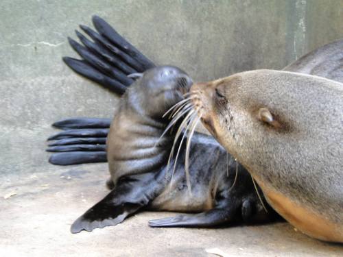Precocious Seal Pup Mugs For Cameras at Wroclaw ZooOn June 10, Wroclaw Zoo welcomed a female South A