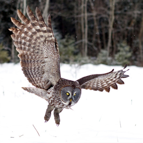 phototoartguy:Great Gray Owl by Herb Houghton