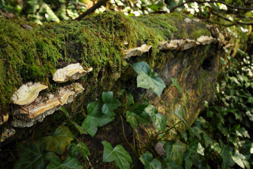 A row of fungi by Obsidianphotog (aka Liseanne27) on Flickr.