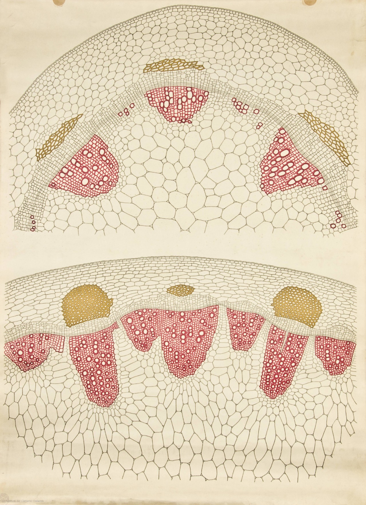 vergeten-plant:   Anatomy of plant cells 