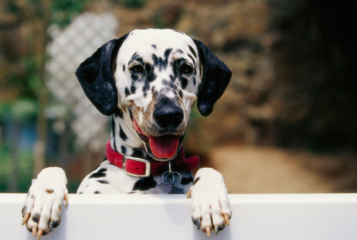  - Dalmatian. Want more? Follow:http://dogsandpupsdaily.tumblr.com/ 