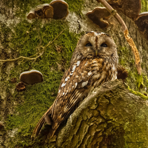 featheroftheowl:A Tawny Owl by roisabborrar