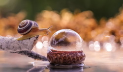 omg-andrew-scott:  lunaerza:  balladoftarby:  that snail looks so proud of itself in the last pic, like “hell yeah i drank the bubble, go me”  omg-andrew-scottsorry i have to do this XD he’s snroud (snail proud)  NO NOT YOU TOOIT’S A DISEASE