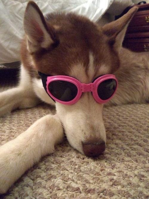 We got Canela a pair of doggles since she runs face first into bushes and sticks all the time now.