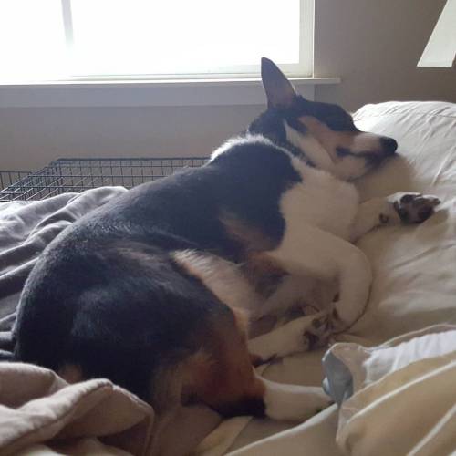 Sleepy corgi