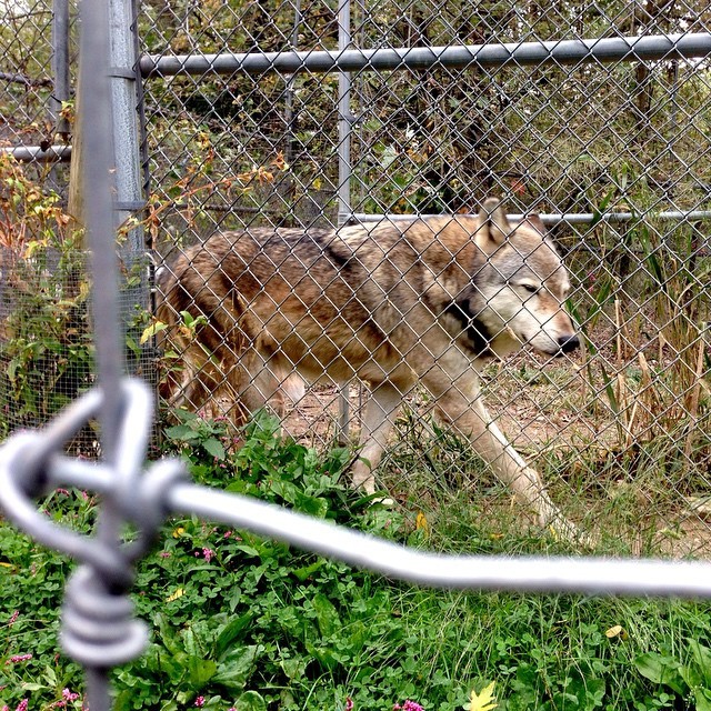 So stoked that I got to spend some time at the Wolf Sanctuary of Pennsylvania today thank to @preemsicle_8 #wolfsanctuary #wolves #timberwolf #leeperbros