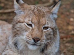 wild-diary:  Lynx || Andrius