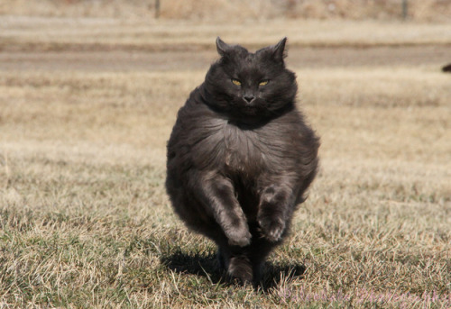 knucklechuffed: dammitmat: milkywaywhite: Meet Sygmond The Grey, a truly majestic cat from the north