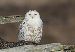 owlsday:  Snowy Owl by Simon Richards on