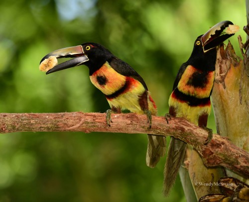 sunwendyrain: Collared Aracri Toucan Honduras