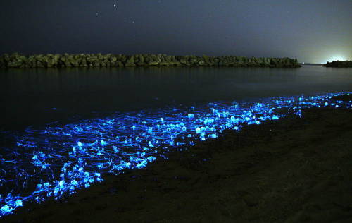 odditiesoflife: The Magical World of Living Light This is the mysterious spectacle of bioluminescenc