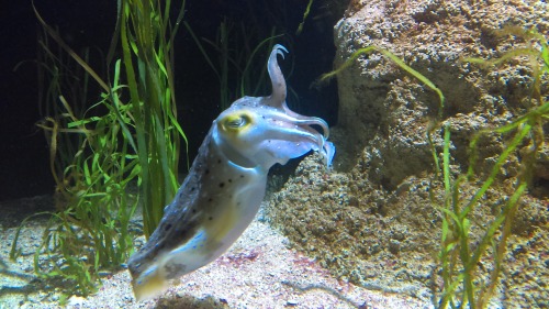 neaq:Visitor Pictures: From invertebrates like cephalopods to fish like moray eels to mammals like h