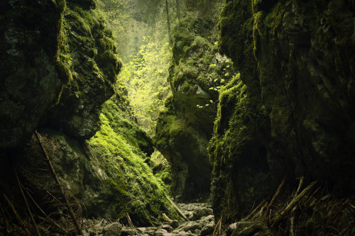 spiritofthewoodlands:Wawoz Krakow by kachahaha