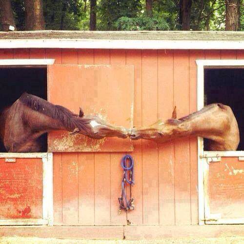 advice-animal:  A Stable Relationship 