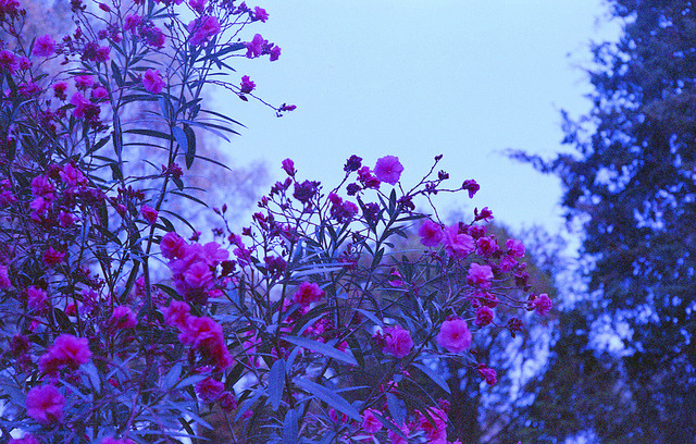 fiskarna:  ¿Un beso? by Panefeky Ls on Flickr. 