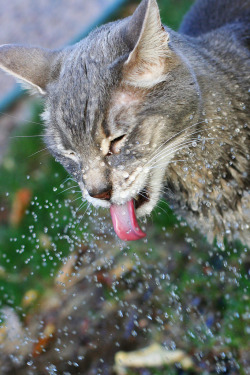 mostlycatsmostly:  sprinkler (by maventheavenger)