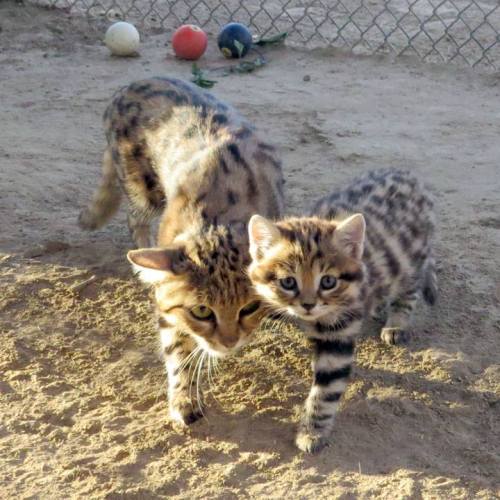 rhamphotheca:The little male African black-footed cat kitten (Felis nigripes), at the EFBC’s Feline 