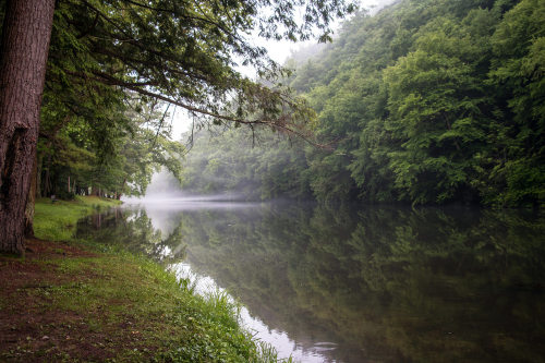 Hemlock trees overhang the foggy creek at Kettle Creek State Park, Pennsylvania by Pennsylvania Stat