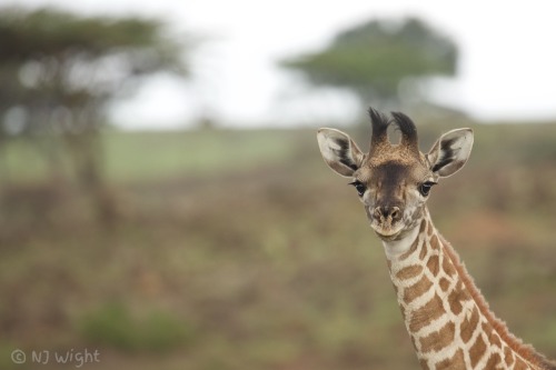 njwight: Live from the Mara North in Kenya–a 7 day old giraffee!