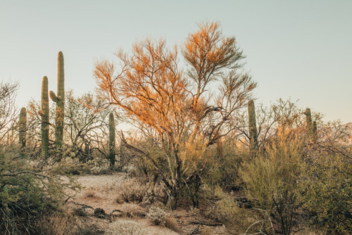 julianajohnsonphoto:Saguaro National Park Eastern DistrictTucson, ArizonaDecember 2017instagram: @ju