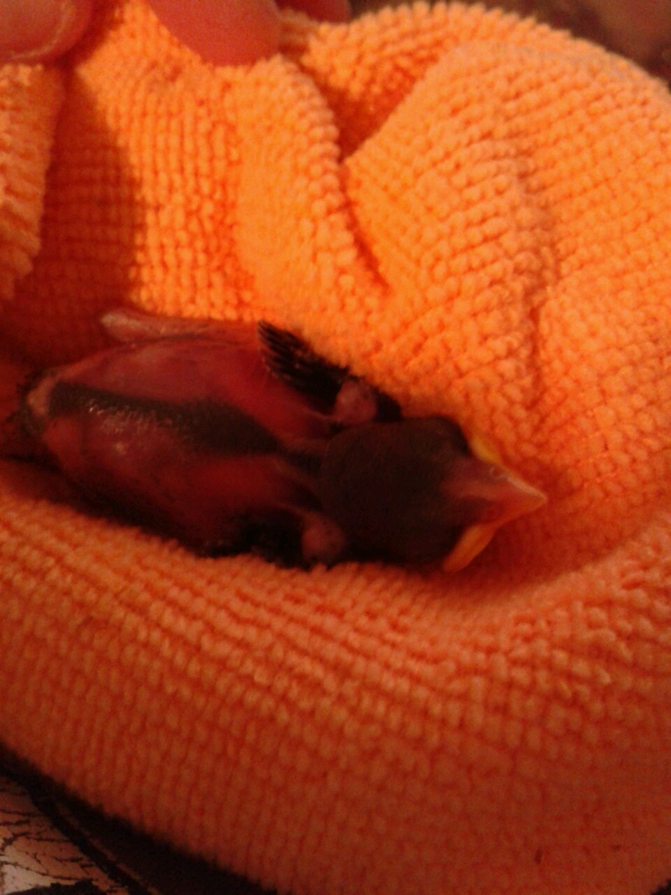 kazzythegreat:  Our little baby sparrow, from the day we took him in to about two