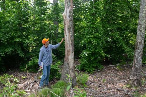 In recent years, an invasive insect called the gypsy moth has spelled doom for countless New England