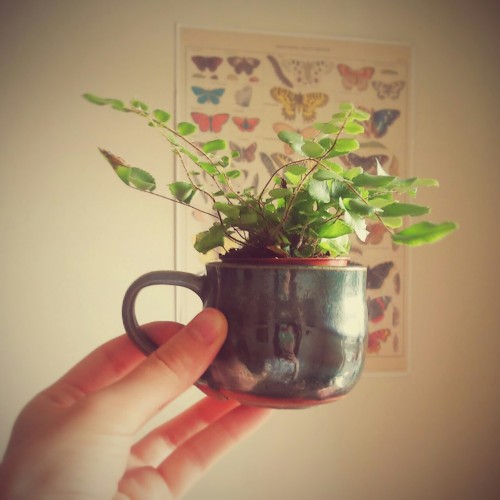 little-bone-cupboard: Plants in tiny mugs make me happy.