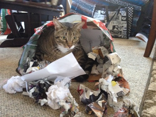 theimmaculatedogchair: National tabby cat day?! My sweet boy lounging and making a mess
