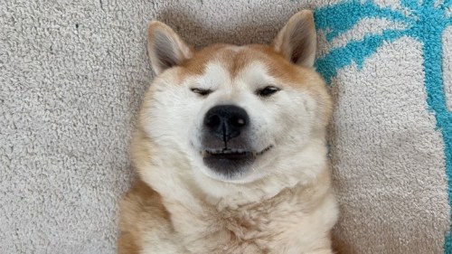 *. . 寝ている犬を起こす幸せ。 起きない…#shiba#shibainu#glaucomadog#dogislove#uni#unihalo#柴犬うに#柴犬#緑内障#緑内障わんこ#うに#う