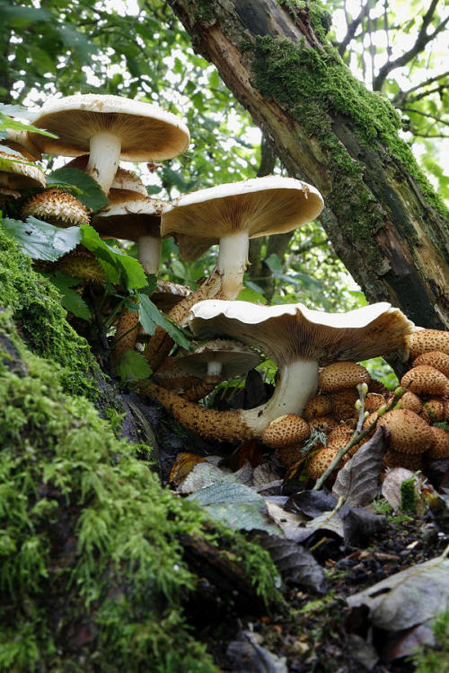 faerieforests: Shaggy Pholiota Fungi by Dr Keith Wheeler