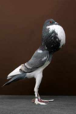 thelilnan:  lascocks:  unseilie:  What the hell kind of pigeon is this?? It’s a Pigmy Pouter. Knowing the name doesn’t make this any better.  It looks like a bird coming out of another bird  It’s like a bird centaur but both halves are birds 