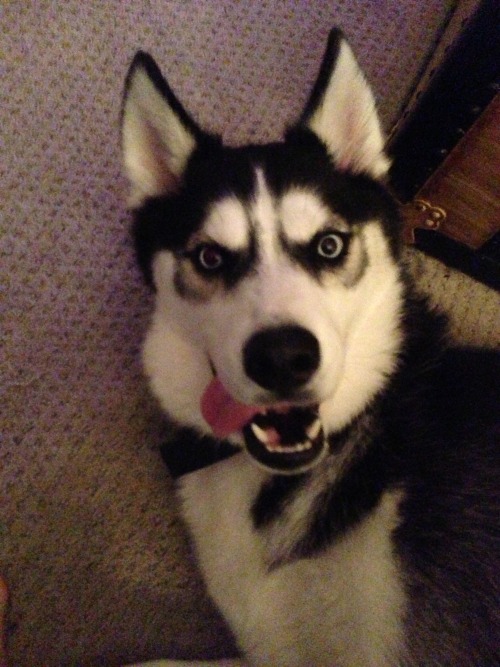 huskyhuddle: huskyhuddle:The many hilarious faces of Ani and Balto. My favorite is the fifth pictu