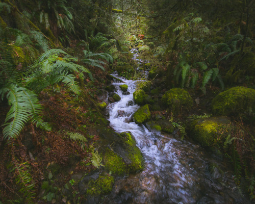 Oregon - Through the WoodsFebruary 2018