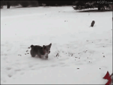 comuss:  Dogs playing in the snow. :) 