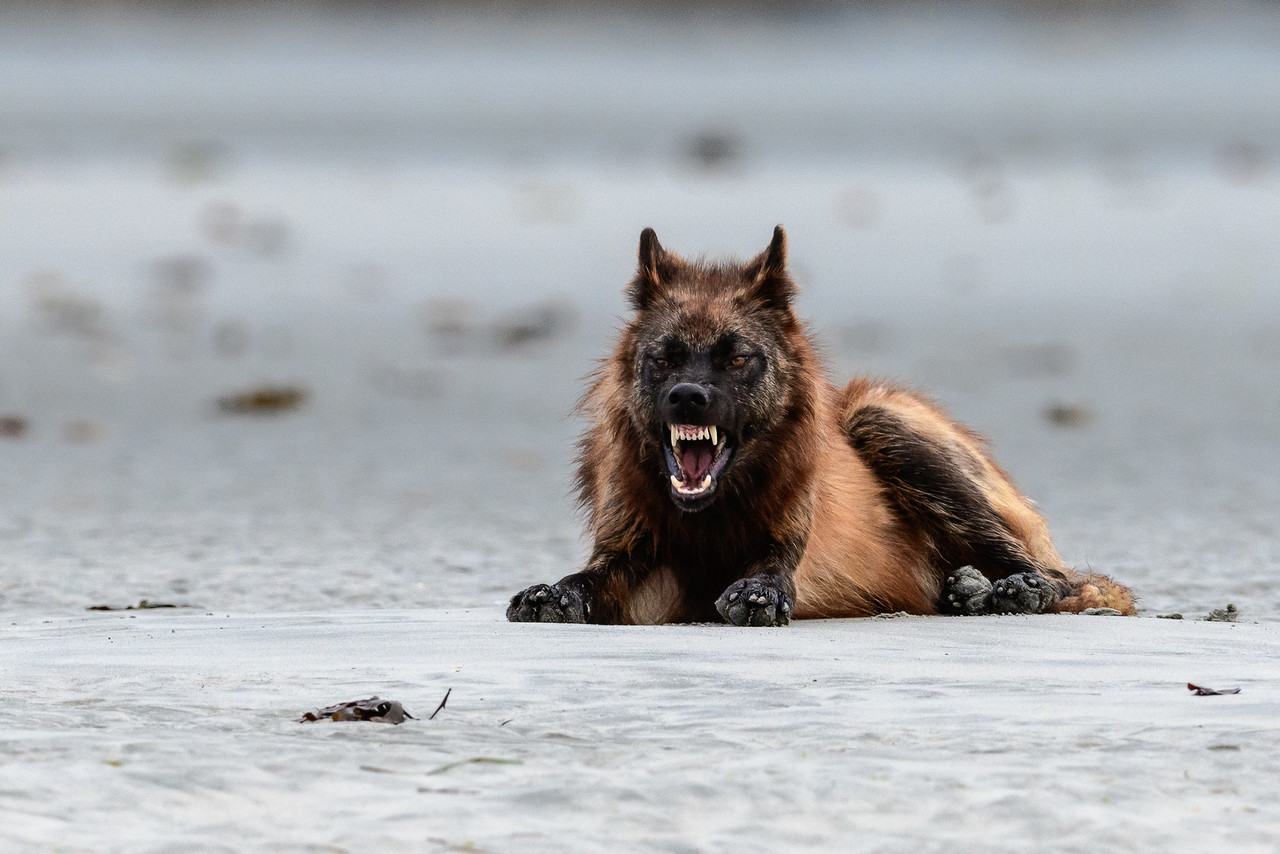 ghost-from-hell:  Coastal Wolf | British Columbia ~     Lyman Creek Photography 