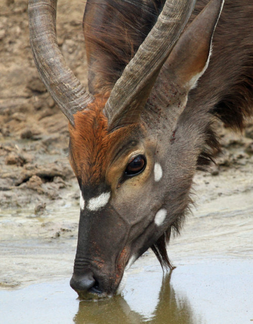 Nyala (Tragelaphus angasii)