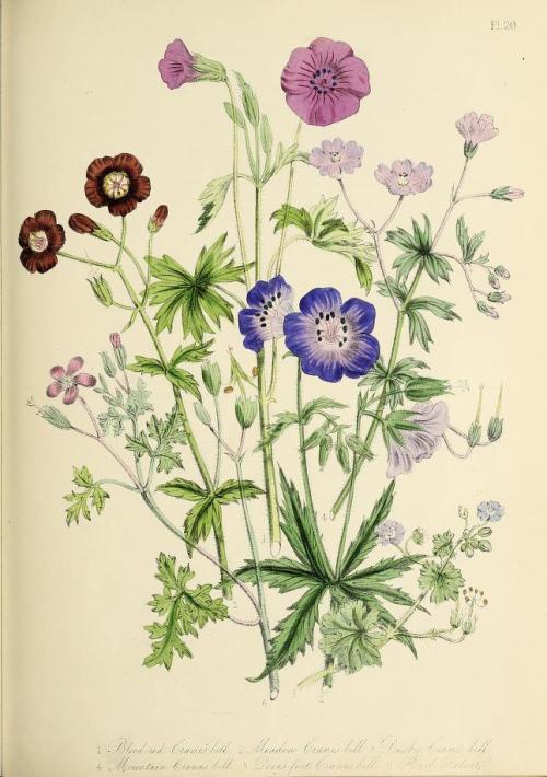 heaveninawildflower:Botanical illustrations taken from ‘British Wild Flowers’ by Jane Loudon. Publis