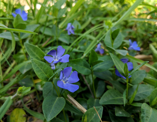 Vinca minor, ApocynaceaeLesser periwinkle was another of the groundcover species I found in the ligh