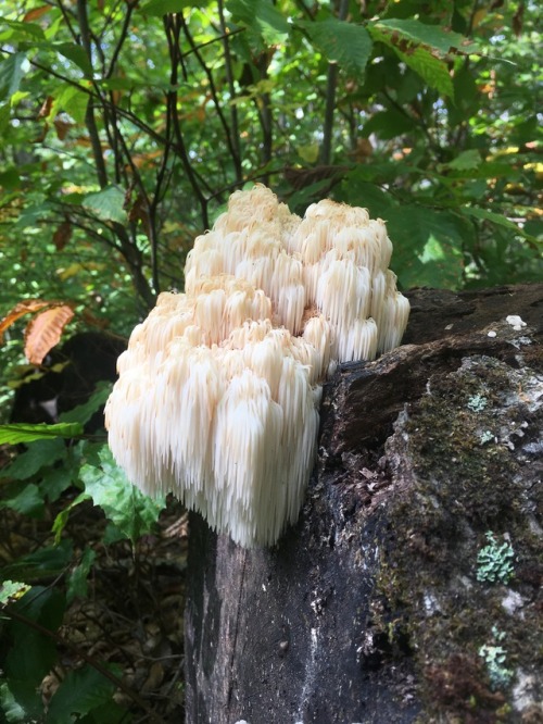 breathinginbiology: The Lion’s Mane Mushroom (Hericium erinaceus) is an edible mushroom belong