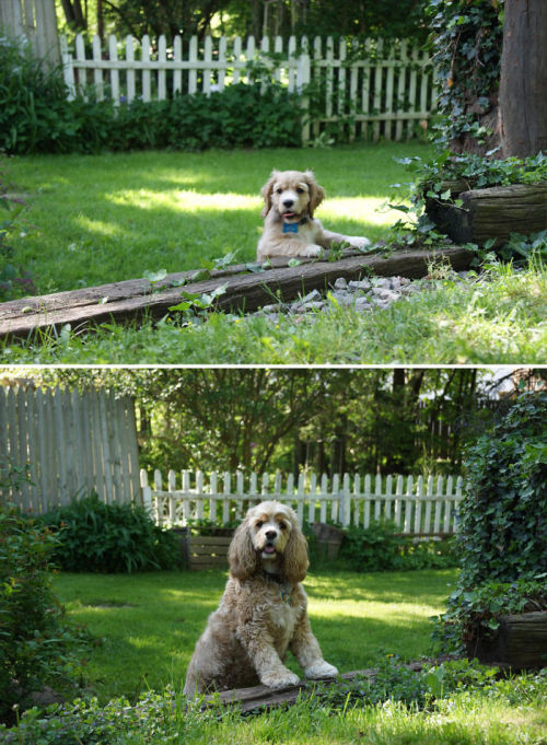 tastefullyoffensive:  Before and After Photos of Dogs Growing Up (images via boredpanda)Previously: Before and After Pictures of Animals Growing Up