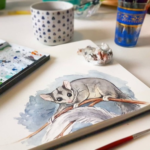 Another possum has snuck into my sketchbook! . This time it’s a leadbeater’s possum, or 