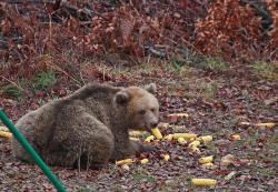 just-bears-here:  ukrainyan:  just-bears-here: corn petition to replace every picture on the internet with this one cause nothing can beat it  Would sign 