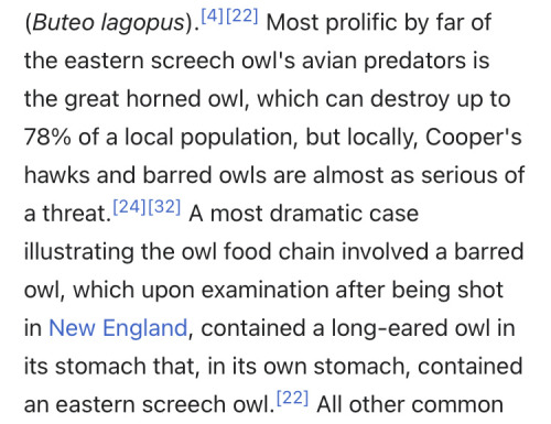 platycryptus:platycryptus:a great horned owl will look at a screech owl and be like