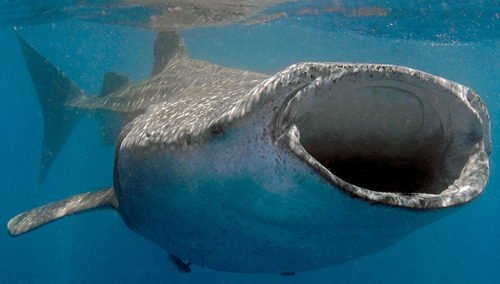 It’s whale shark week here at EDGE!  Join us for a week of facts about this enormous gent