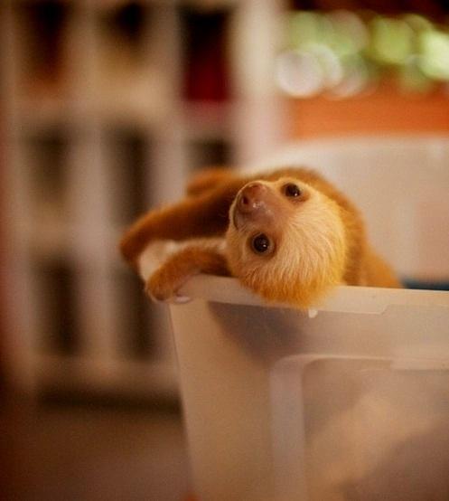 llbwwb:  Sloth cuteness by Bob21