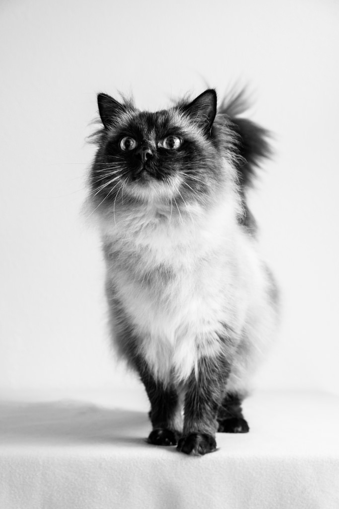 778:  140926 Ben the Cat-0209 (by Marco de Waal)