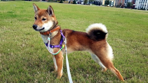 handsomedogs: This is Katsudon (カツ丼, like the food!) and she’s a 7 month old Shiba Inu She’s a sesam