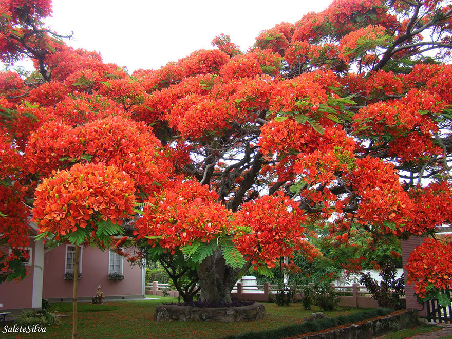 classiclinds:  ladyinterior: Magnificent Trees Around the WorldThese are the most