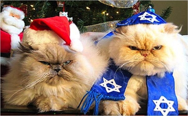cognitivedissonance:  princesstigerbelle:   Now here is some Hannukah cat appreciation!!  💙✨💙✨💙✨💙✨💙✨💙✨💙✨💙    Your cute cat of the day  