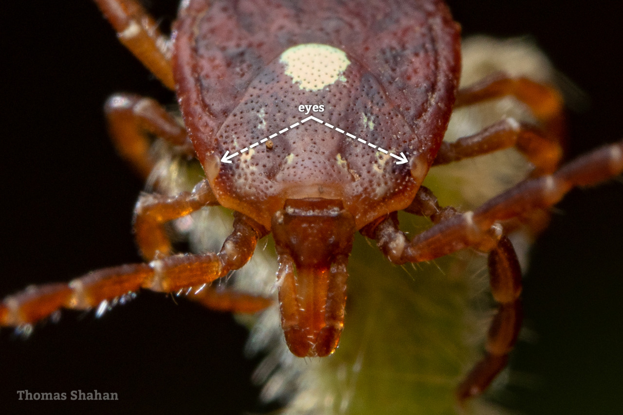 sideblog for the siterunner of bogleech.com, do ticks have eyes?? or ...